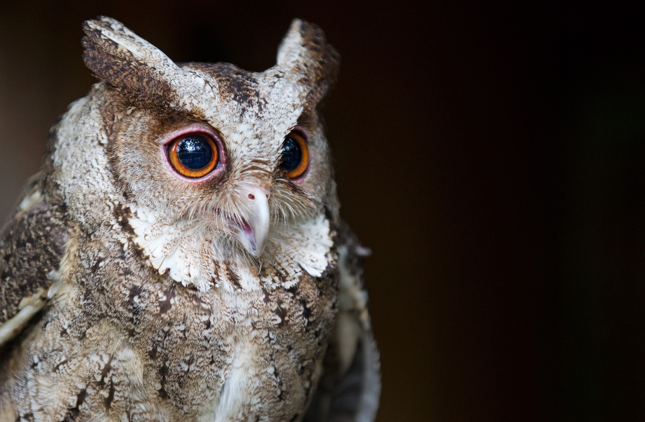 Výrček filipínský. Foto: Tomáš Adamec, Zoo Praha